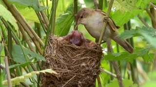 Big Brother Eviction Cuckoo Style  Natural World  BBC Earth [upl. by Halstead253]