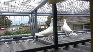 Pigeon loft Melbourne Australia [upl. by Htebilil]