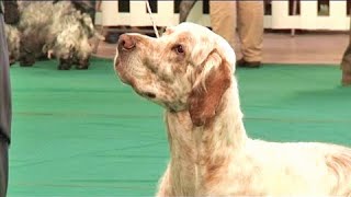 The English Setter  Bests of Breed [upl. by Crystie]