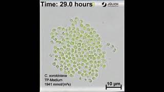 A microfluidic photobioreactor for simultaneous observation and cultivation of single microalgal [upl. by Atled263]