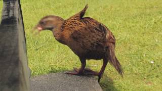 Weka bird Gallirallus australis [upl. by Aihsital]