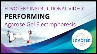 Performing Agarose Gel Electrophoresis  Edvotek Video Tutorial [upl. by Sum]