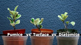 Pumice vs Turface vs Diatomite Soil Experiment [upl. by Dray473]