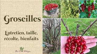 Les groseilles  entretien taille récolte bienfaits et gelée framboises groseilles [upl. by Alwin]