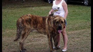 Spanish MAstiff 130 Kg  mastin español 130 kg [upl. by Weir]