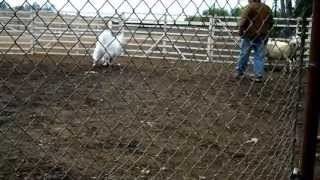 Samoyed Dog Herding  3 [upl. by Eemaj]