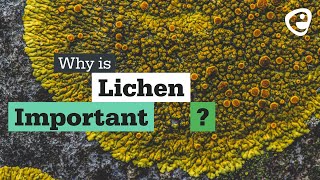 Why is Lichen important [upl. by Eekorehc787]