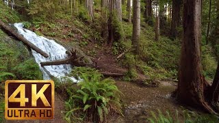 25 HRS Virtual Nature Walk in the Redwood National and State Parks in 4K Ultra HD  Part 1 [upl. by Ellenwad297]