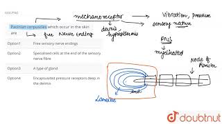 Pacinian corpuscles which occur in the skin are [upl. by Littlejohn]