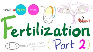 Fertilization Part 2 Capacitation Acrosomal Reaction and Polyspermy Block [upl. by Haraz564]