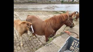 V1 Fête du cheval Landerneau 29 [upl. by Akitnahs443]