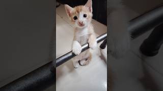 Waooww cute kitty😮😮catlover cutecat [upl. by Chicky244]