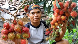 Asinan rambutan petik diatas genteng dan juga buahan dikebun [upl. by Akinaj885]