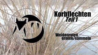 Korbflechten Teil 1  Weidenruten ernten  sammeln [upl. by Hays]