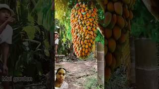 Amazing mango fruit farming mango llshorts YouTube shorts ll [upl. by Claudie]