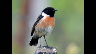 Stonechat call [upl. by Nytsirhc]