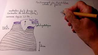 TH1 Ch1 formation des stromatolithes actuels et fossiles [upl. by Ezalb478]