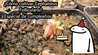 Cephalotus Follicularis  Especial de cumpleaños [upl. by Zashin]