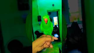 Mithu mithu 🦜🦜🦜 shorts youtubeshorts shortvideo trending viralvideo mithu tota parrot [upl. by Xilef572]