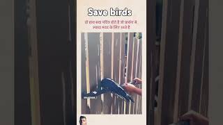 Save crow birdlovers  short video ❤️❤️save environment [upl. by Hillel934]