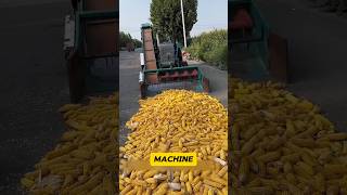 Machine Peeling Corns🌽 in Seconds😲✅ shorts youtubeshorts viralshort shortsfeed machine corn [upl. by Dickenson]