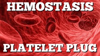 Primary Hemostasis Platelet Plug Formation StepbyStep Animation [upl. by Alisa]