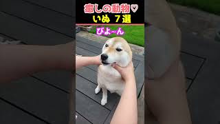 【癒しの犬】SNSでバズった動物かわいい犬動画７選！【Healing Dogs】7 Adorable Dog Videos That Went Viral on Social Media [upl. by Cantu]