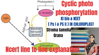 Cyclic photo phosphorylation  PS I amp PS II place in chloroplast  XI BIO [upl. by Morie]