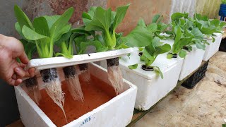 Growing Hydroponic Vegetable Garden at Home  Easy for Beginners [upl. by Nifled]