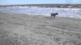 Ocean City NJ Longport Dog Beach [upl. by Notsirt]