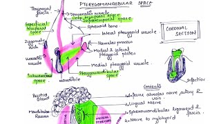 Pterygomandibular space infection  Clinical features  Management  Part 2 [upl. by Gnuoy51]