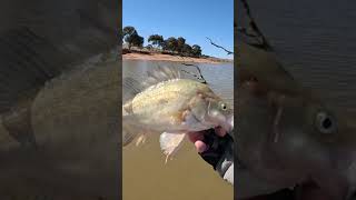 Yellowbelly release in slow motion fishing yellowbellyfishing [upl. by Crow]