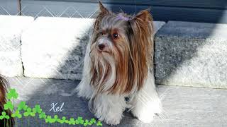 Biewer amp Yorkshire Terrier Welpen [upl. by Hildagarde]