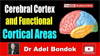 Cerebral Cortex and Functional Areas Dr Adel Bondok [upl. by Weil]