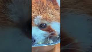 WOW adorable red panda🍼🍼🍼 amsr foryou ailurusfulgens redpanda fpy zoo cute [upl. by Liamsi]