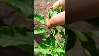 🌿तुलसी जी को घना कैसे करें🌿Tulsi plant care youtubeshortsgardening tulsitulsiplantcare [upl. by Finnigan]