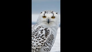 A majestic Snowy OWL😍cute 3danimation animals cuteanimals wildlife [upl. by Wiltsey]