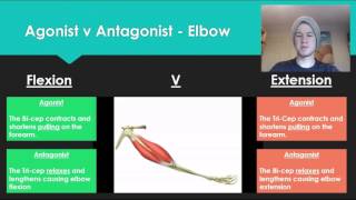 Anatomy 7  Agonist V Antagonist muscle pairs [upl. by Yand]