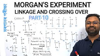 MORGANS EXPERIMENT  LINKAGE amp CROSSING OVER  PRINCIPLE OF INHERITANCE amp VARIATION class12biology [upl. by Kimmel]