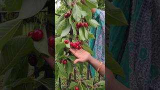 💥 Canadaல cherry fruit 🍒🍒😍shortsfeed canadiantamilvlogs [upl. by Aicul799]