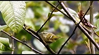 Hume’s Leaf Warbler [upl. by Arved]