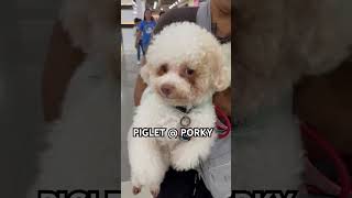 CUTE DOGGIES short trending doglover shortvideo [upl. by Zasuwa]