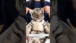 tiger respectwildlife cat animals cute pets animalshorts shortvideo animation funny [upl. by Kyla]