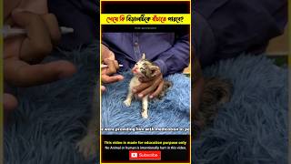 Emotional Story of Poor Kitten 😭 Heart Touching Rescue Video TBMShortStory shorts cat short [upl. by Sanyu]