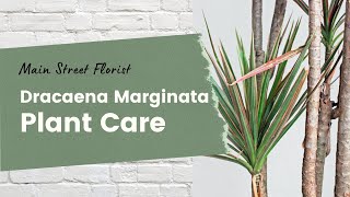 Plant care tips for Dracaena Marginata [upl. by Aliahkim]