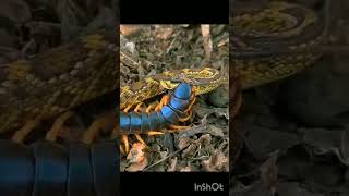 Centipede snake fierce fight verydanger snake dath video 😳😳😳😳😧😧😧😧 [upl. by Gilmore366]