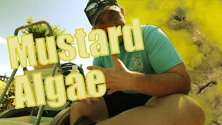 How To Treat Mustard Algae In Swimming Pools [upl. by Brianna]