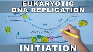 DNA Replication In Eukaryotes  Initiation [upl. by Aylmar]