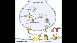 Biosynthesis of Acetylcholine Neurotransmitters  Synthesis Storage Release Function Degradation [upl. by Fabien]