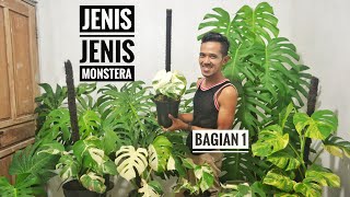 Jenis Monstera Bagian 1 [upl. by Anivad]